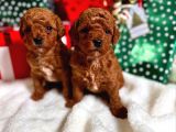 Kakaolu Kardeşler Toy Poodle yavrularımız 