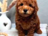 Minik Sevecen Safkan Toy Poodle yavrumuz 