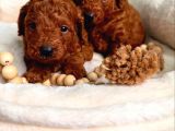Yumuşacık İkili Safkan Toy Poodle yavrularımız 