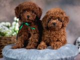 Minik Çikolatalar Toy Poodle yavrularımız