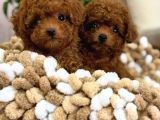 Full Safkan Toy Poodle yavruları 