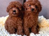 Mini boy Maximum sevgi Toy Poodle yavrularımız 