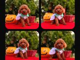 Red brown toy poodle 