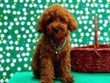 Toy poodle yavrular