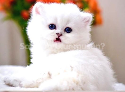 Patili Melek Silver British Longhair yavrumuz