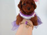 Toy poodle yavrular
