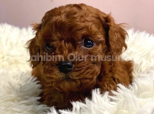 EN GÜZEL TOY POODLE