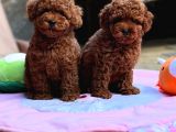 Yumuşacık İkili Safkan Toy Poodle yavrularımız 