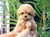 ÇANAKKALEDE ÜST KALİTE MALTİPOO BEBEKLERİM 