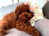 Afrodit Güzelliğiyle Red Toy Poodle Yavrumuz