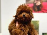 Kıvırcık Çikolata Renkli Red Toy Poodle Yavrumuz