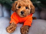 ORJİNAL IRK GARANTİLİ TOY POODLE 