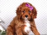 TOY POODLE YAVRUMUZ 0 TEACUP