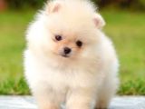 Pomerrian boo yavrular 