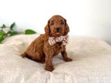 Safkan Oyuncak Bebeğim Toy Poodle 