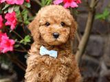 TOY POODLE YAVRUMUZ 0 TEACUP