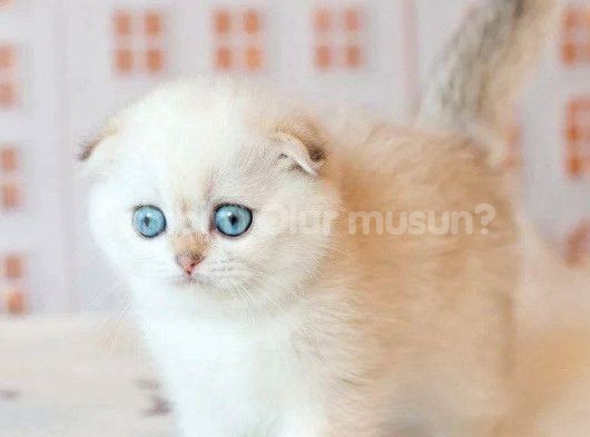Masum Bebeğim Silver Scottish Fold 