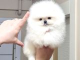 Pomeranian boo