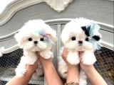 KAR BEYAZ MALTESE TERRİER CİNSLERİ 