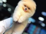 Pomerrian boo yavrular 