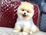 Pomerrian boo yavrular 