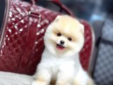 Pomerrian boo yavrular 