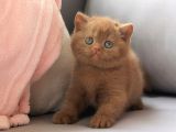 Özel Rengiyle Chocolate British Shorthair 