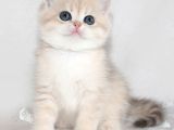 Nadir Renk BY Golden British Shorthair 