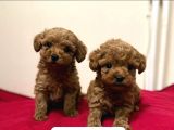 TOY POODLE YAVRUMUZ 0 TEACUP