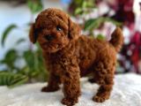 EN KÜÇÜK BOY TOY POODLE BEBEKLERİM 