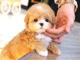 SÜPER KALİTE MALTİPOO BEBEKLERİM 