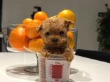 RED TOY POODLE SEVİMLİ YAVRULAR 