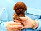 GERÇEK TOY POODLE BEBEKLERİM 
