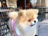 0 Boy A Kalite Pomeranian Boo Sahibinden