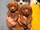 TOY POODLE YAVRUMUZ 0 TEACUP