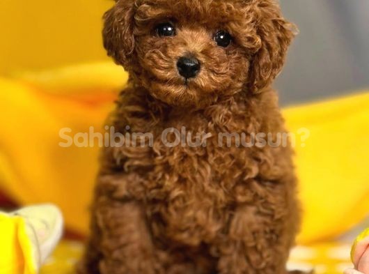 Aşıları Tam Teslime Hazır Safkan ToyPoodle 