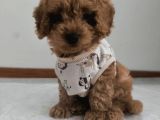 TOY POODLE YAVRUMUZ 0 TEACUP