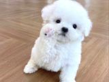 KAR BEYAZ MALTESE TERRİER CİNSLERİ 