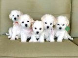 MALTESE TERRİER CİNSİ YAVRULAR 