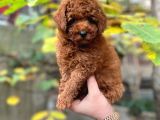 KORE TOY POODLE BEBEKLERİMİZ