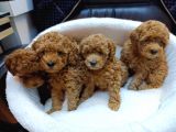 MÜKEMMEL BEBEK YÜZLÜ TOY POODLE BEBEKLERİMİZ