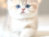 Bulunmaz Rengiyle BY Golden British Shorthair 