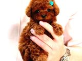 Anti̇alerji̇k Toy Poodle Yavrularim 