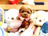 Orj Babyface Maltipoo Bebeklerimiz