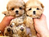Irk Ve Sağlık Garantili Maltipoo Yavrular