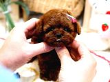 Red Brown Dişi Ve Erkek Toypoodle Yavrumuz