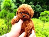 P Toy Poodle Bebekleri̇m