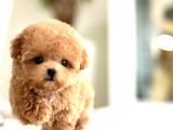 Orj Babyface Maltipoo Bebeklerimiz