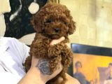 TOY POODLE YAVRUMUZ 0 TEACUP