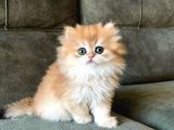 Golden Yeleli British Longhair yavrumuz